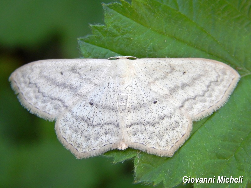 Scopula nigropunctata  Geometridae